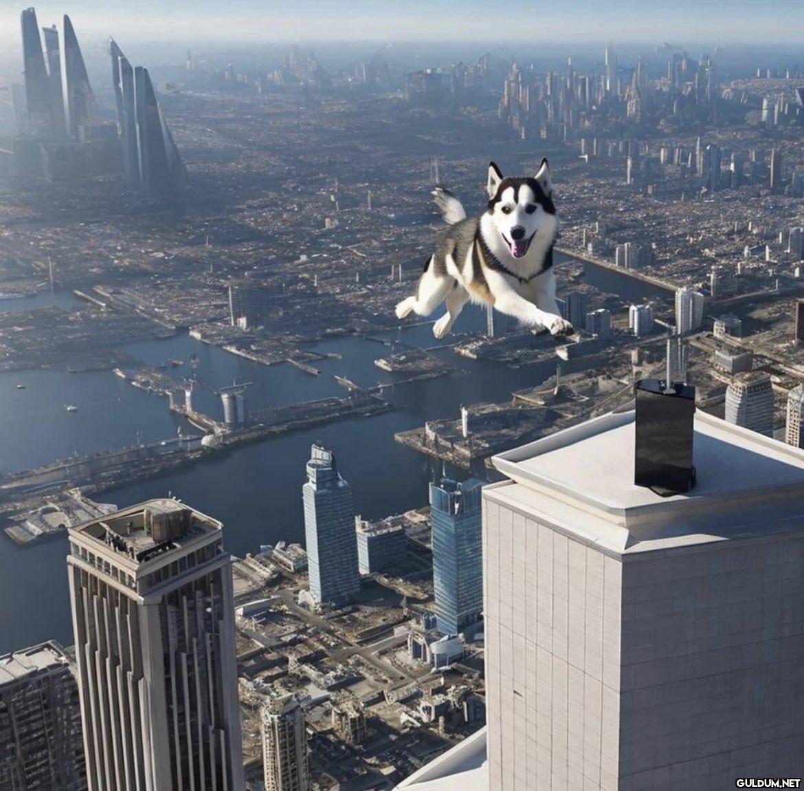a husky dog jumping from...
