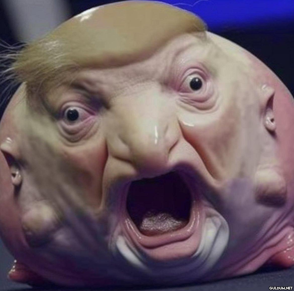 Crossbreed between Donald...