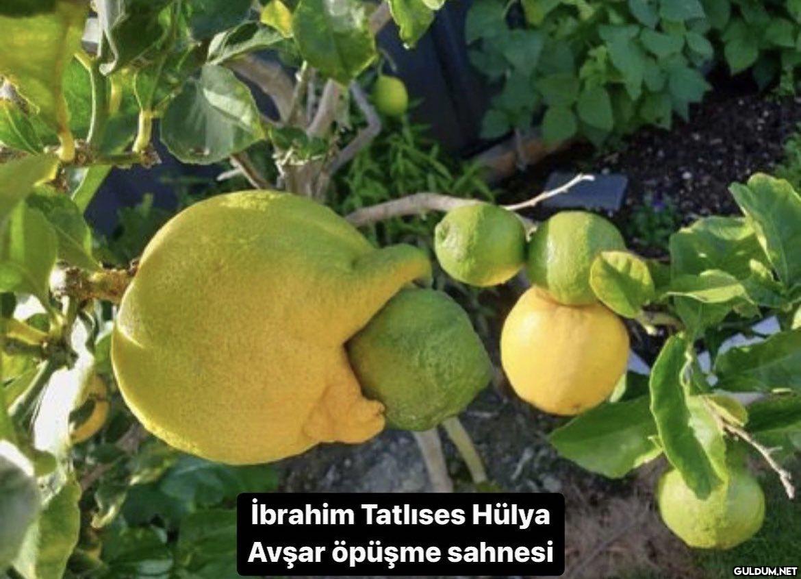 İbrahim Tatlıses Hülya...