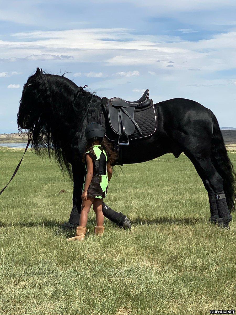 🐎Hollanda'nın gururu...