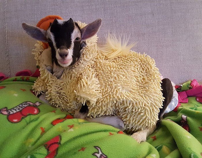 🦆🐐"Anksiyeteli keçi"...