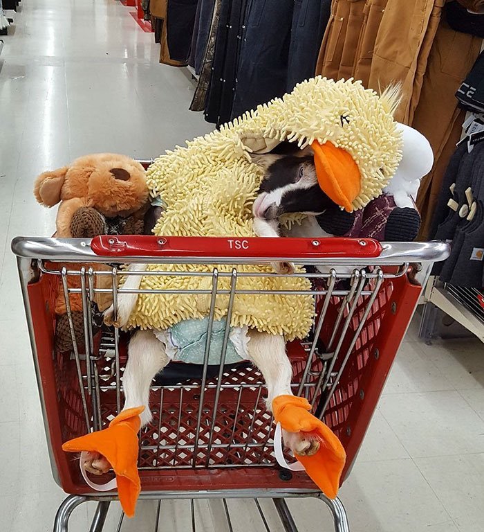 🦆🐐"Anksiyeteli keçi"...