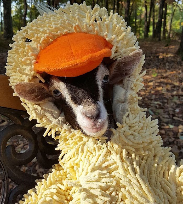 🦆🐐"Anksiyeteli keçi"...