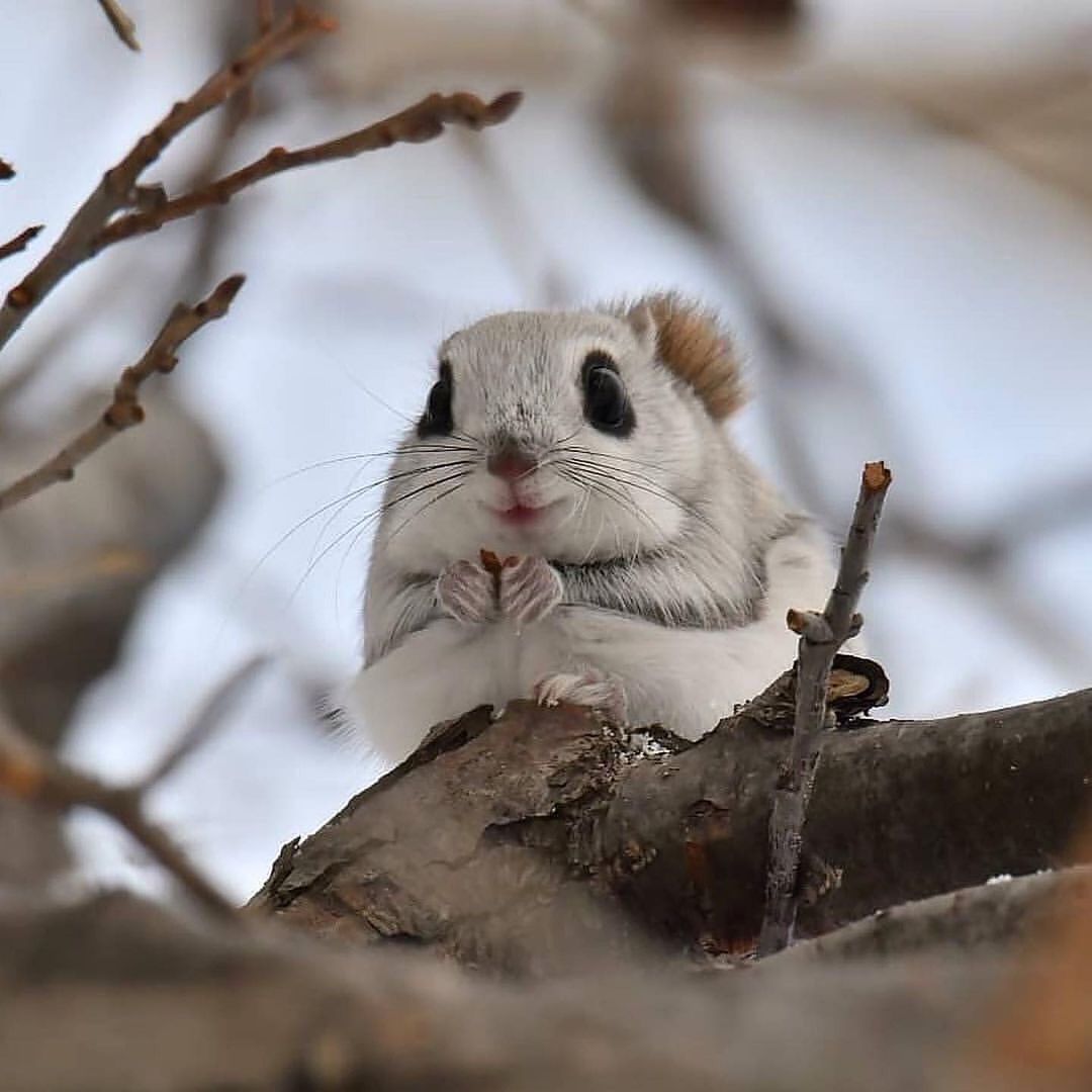 🐿️ Eşsiz güzelliğiyle bir...