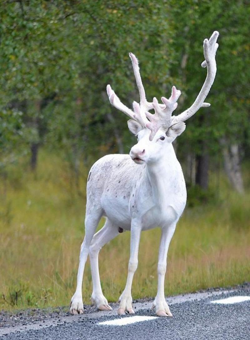 🦌 Albino bir Ren geyiği....