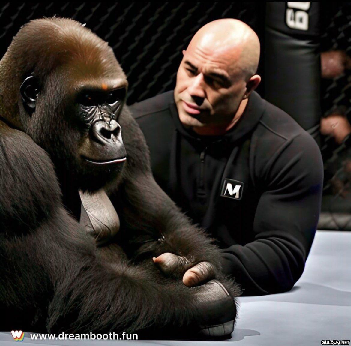 Joe Rogan interviews a...
