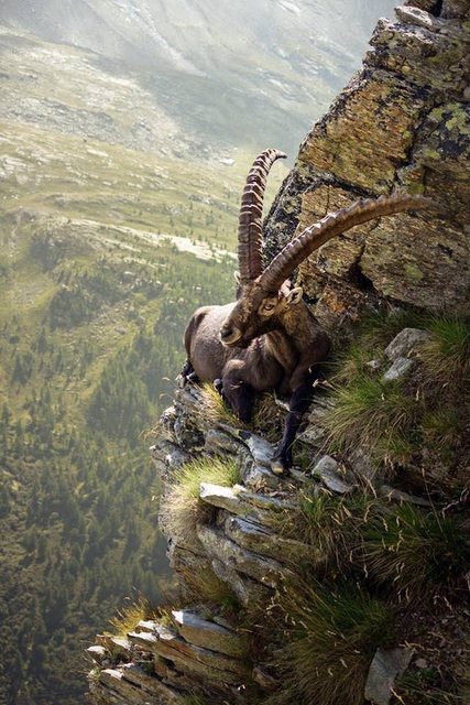 🐐 Uçurumun kenarında...