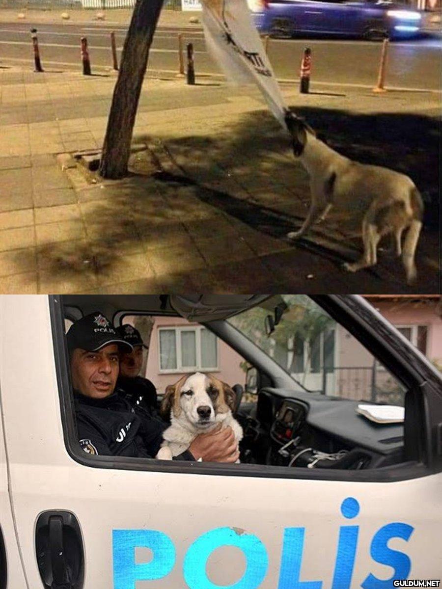 POLK LIP POLIS   Kaynak