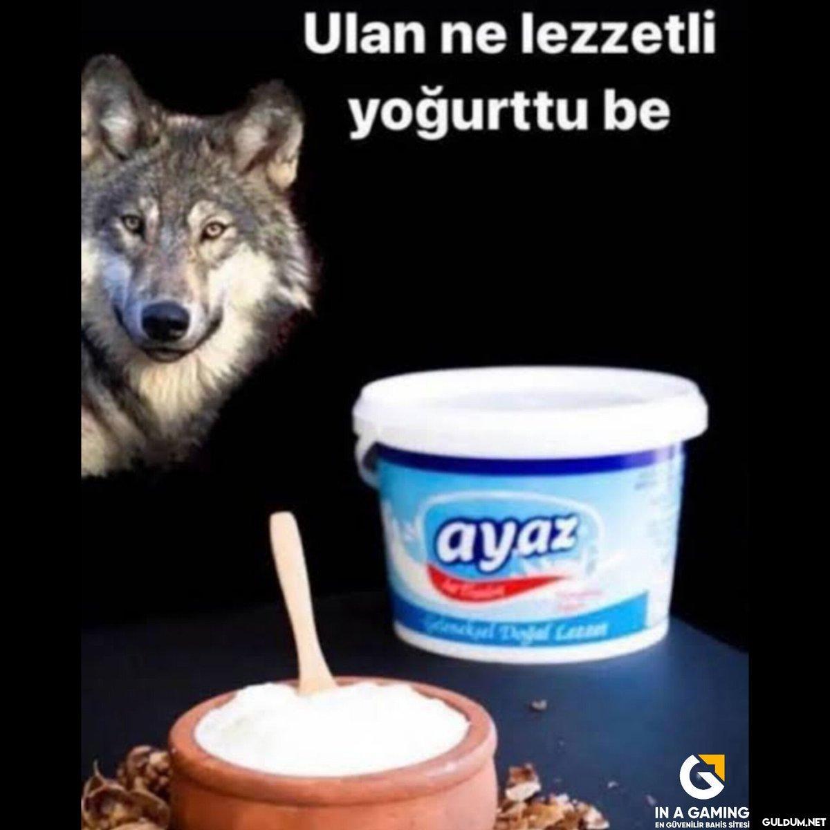 461-) Kurt kışı geçirir...