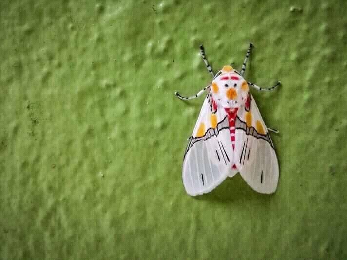 🦋Doğanın hoşluğu: Kravat...