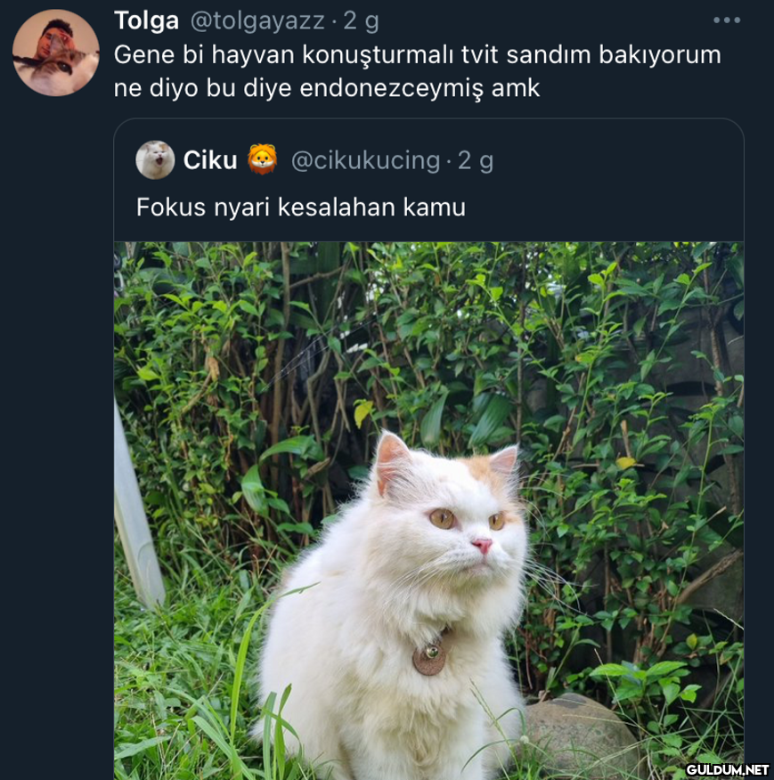 Tolga @tolgayazz. 2 g Gene...