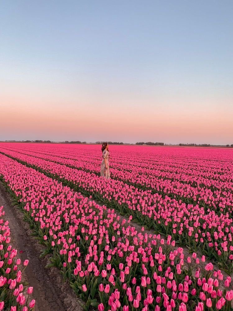 🌷Amsterdam'daki Lale...