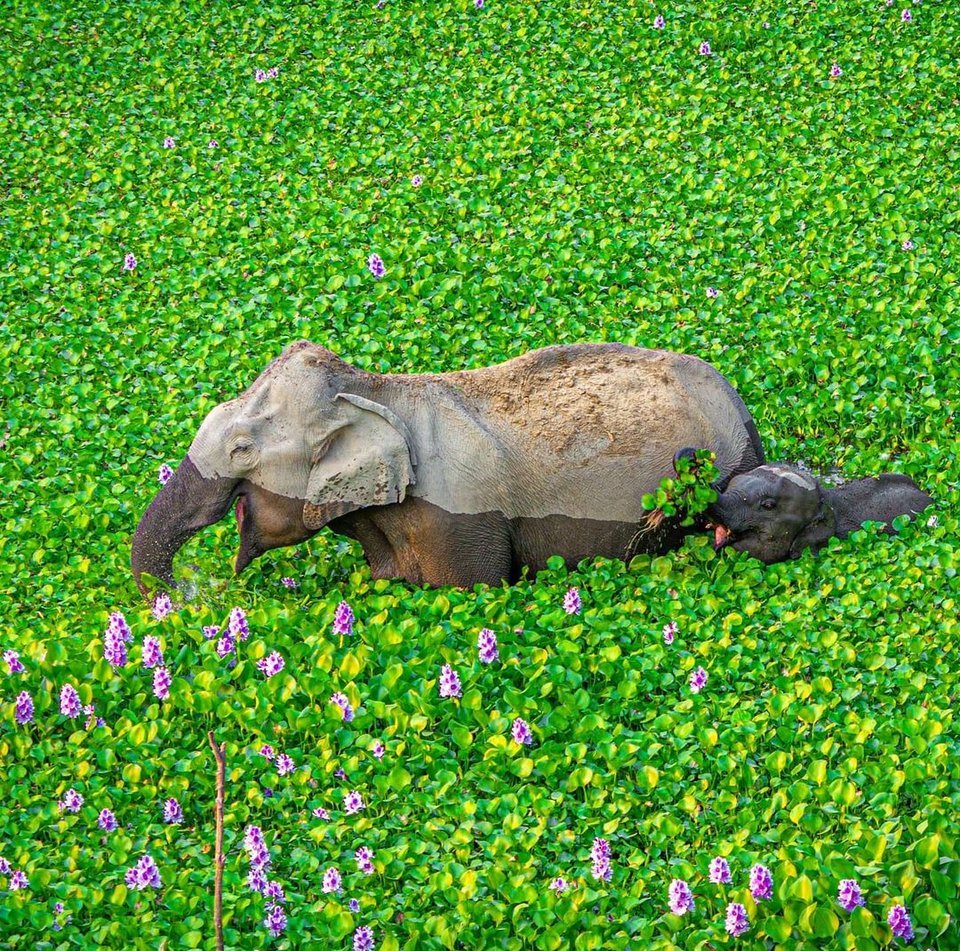 Kaziranga Ulusal Parkı'nda...
