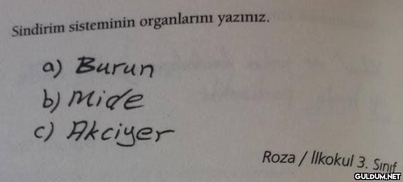 akciyer...