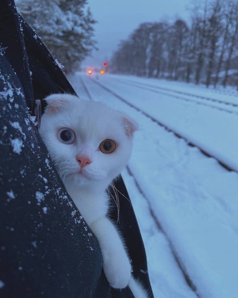 bir kedi fotoğrafı bırak 🐈...