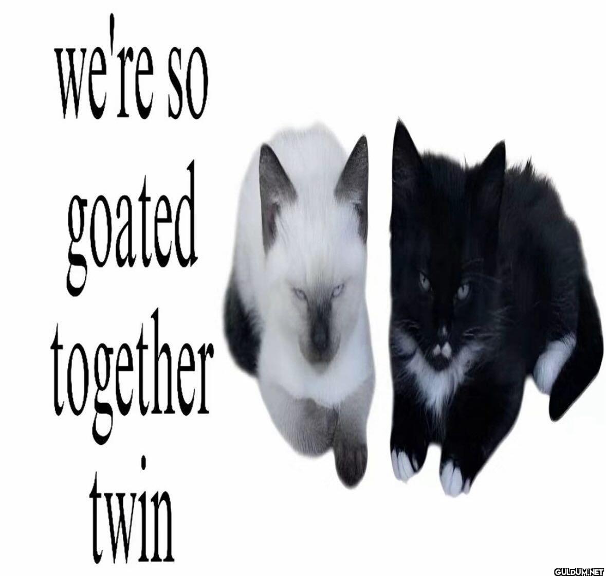 we're so goated together twin