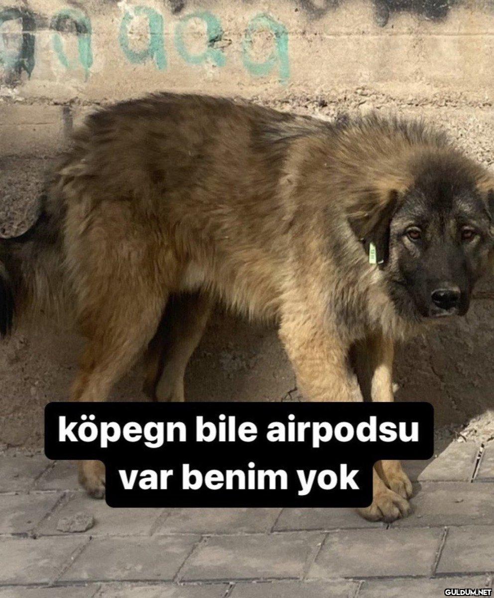 mahvoldum....