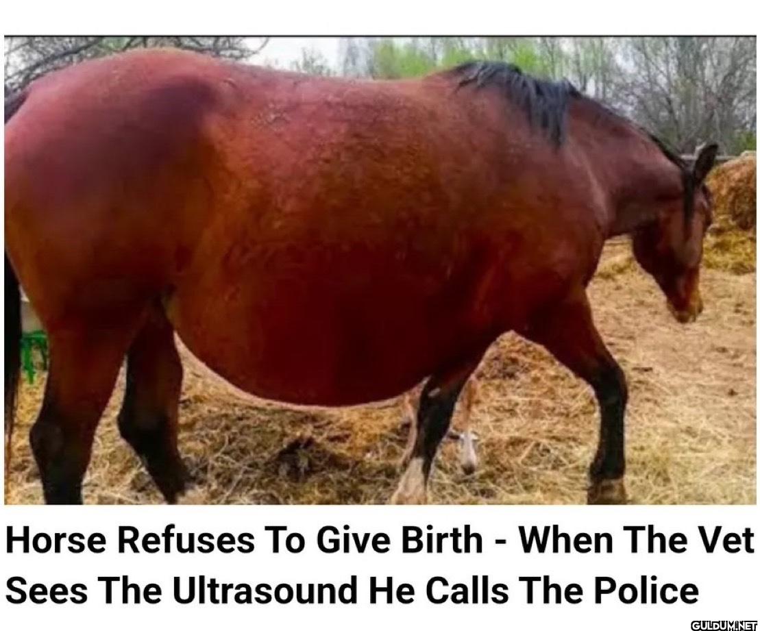 Horse Refuses To Give...