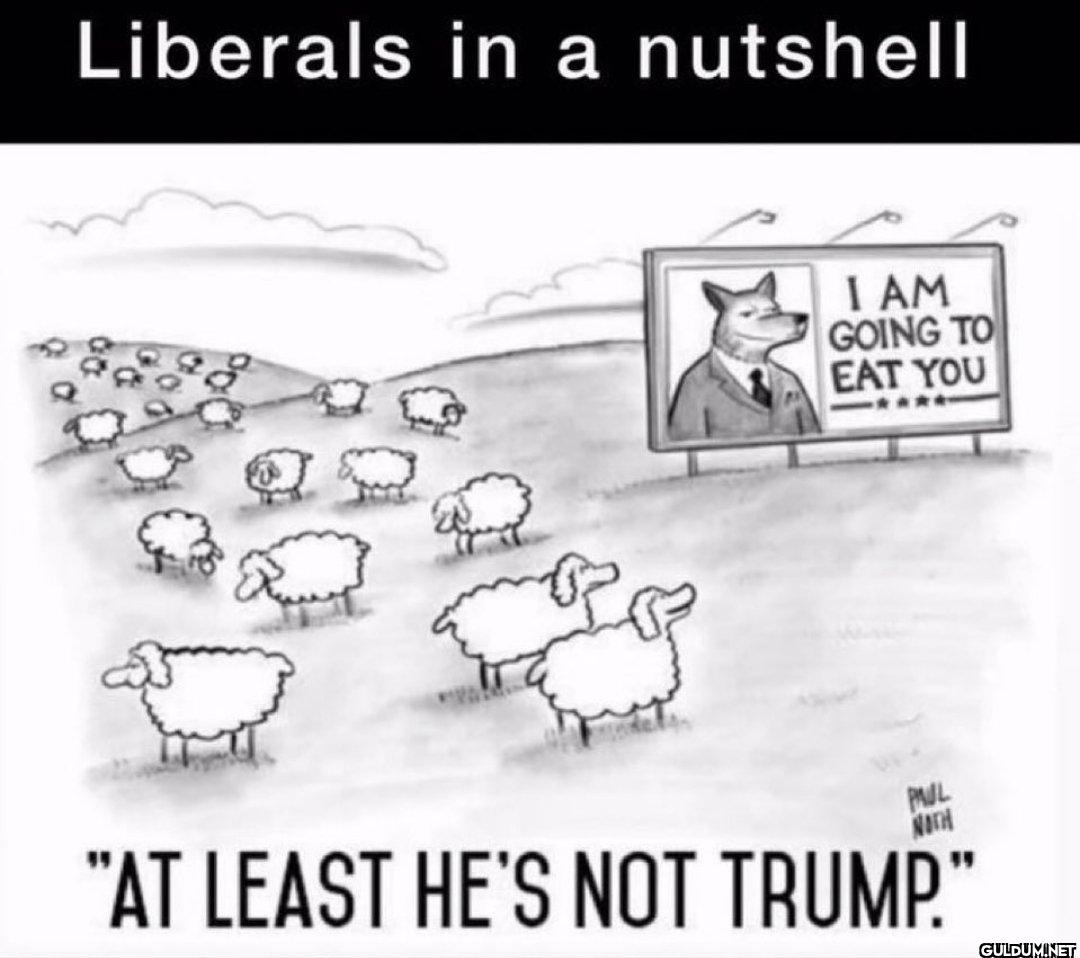 Anything but Trump   ...