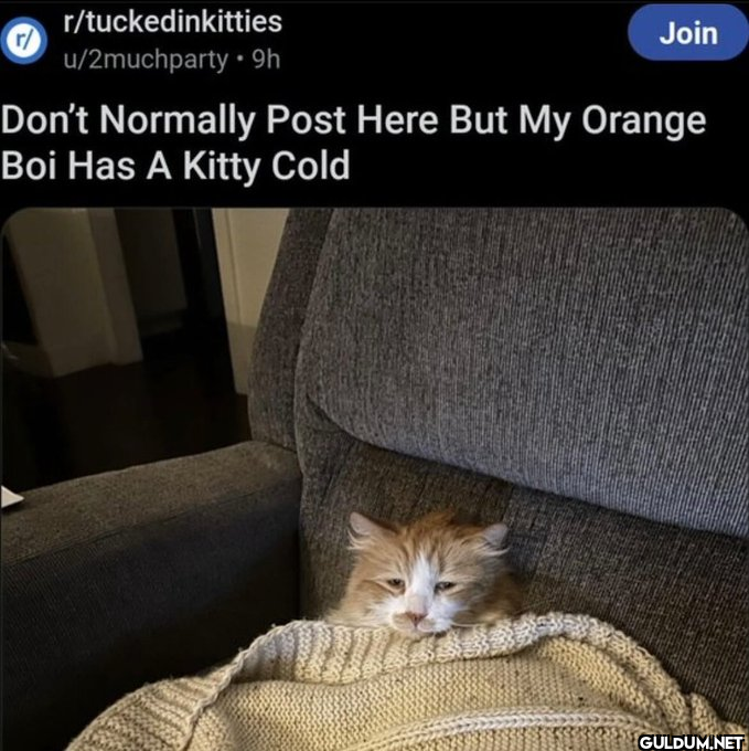 r/ r/tuckedinkitties...