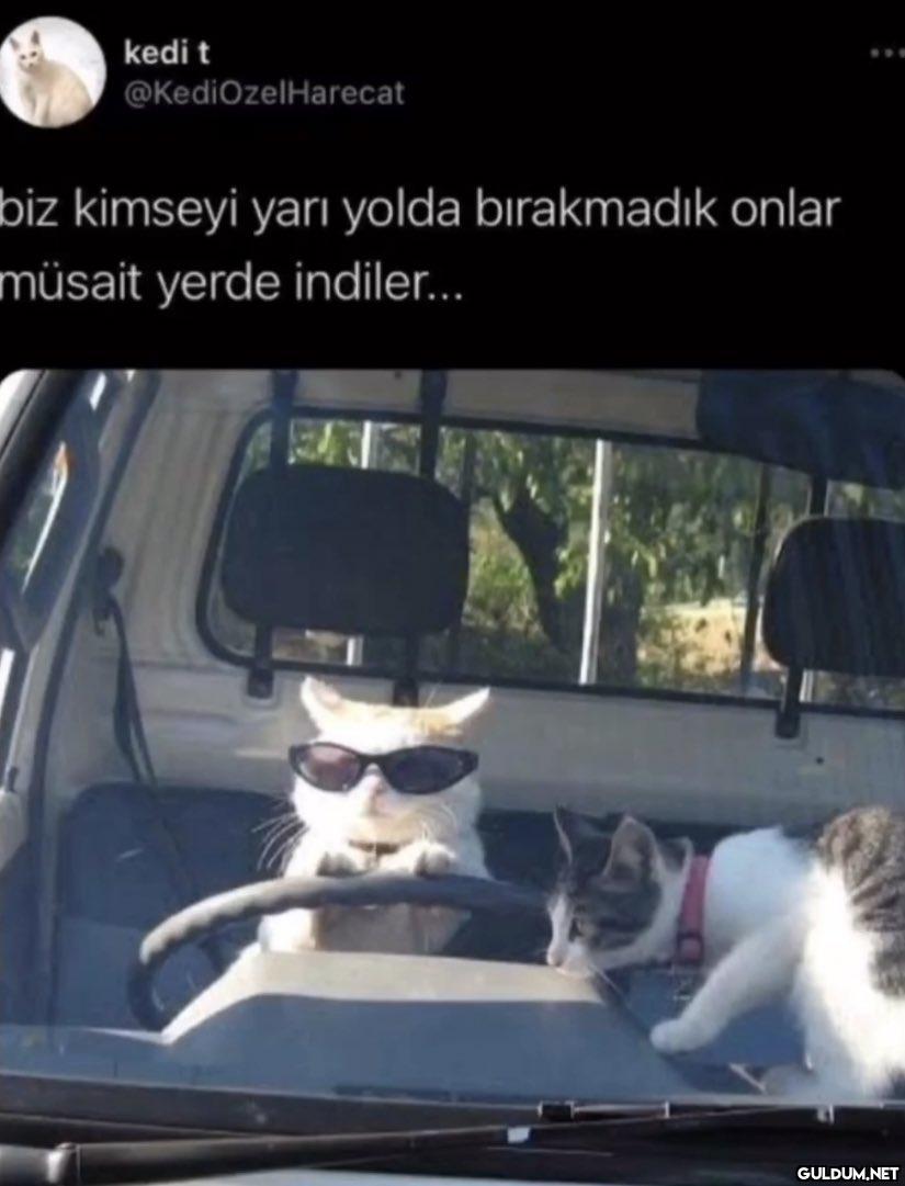 kedi t @KediOzel Harecat...