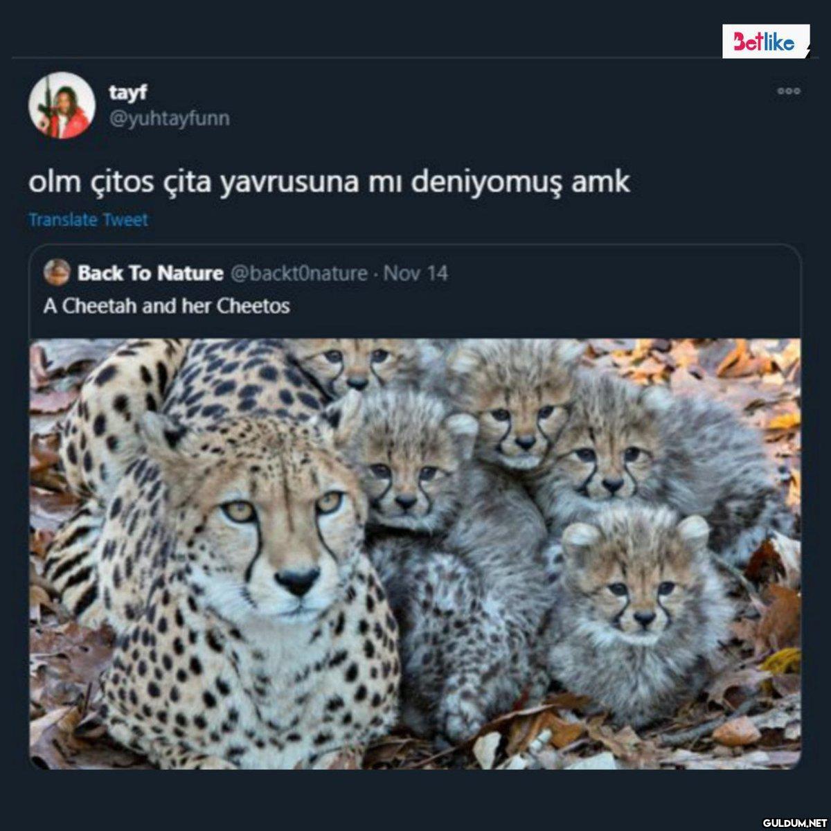 tayf @yuhtayfunn olm çitos...