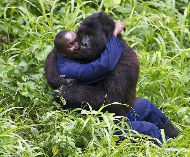 🦍 Kongo'da kendilerini...