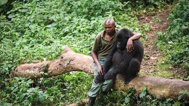 🦍 Kongo'da kendilerini...