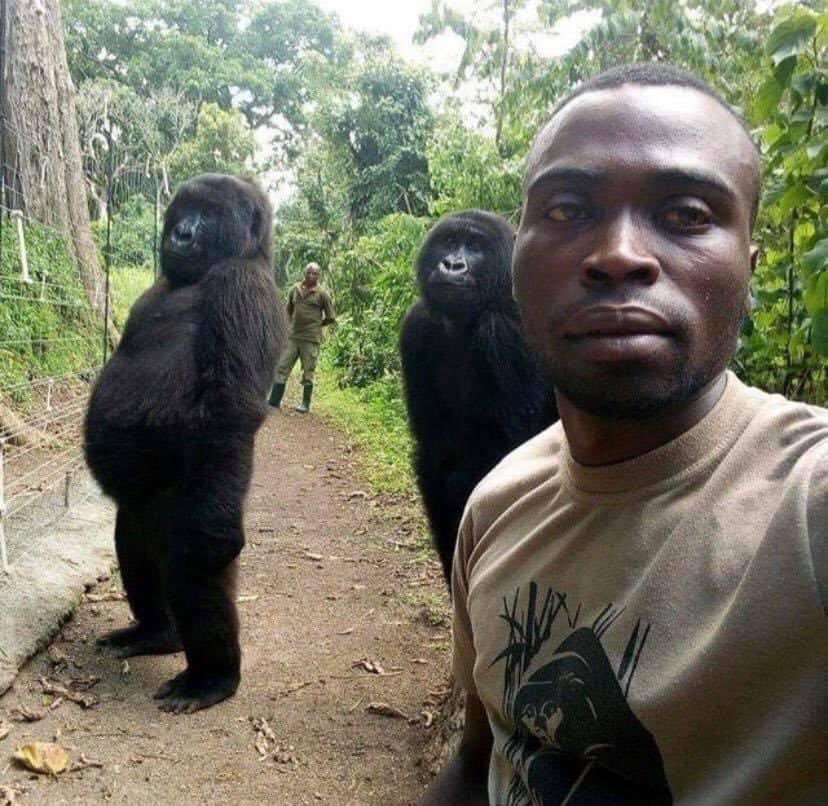 🦍 Kongo'da kendilerini...