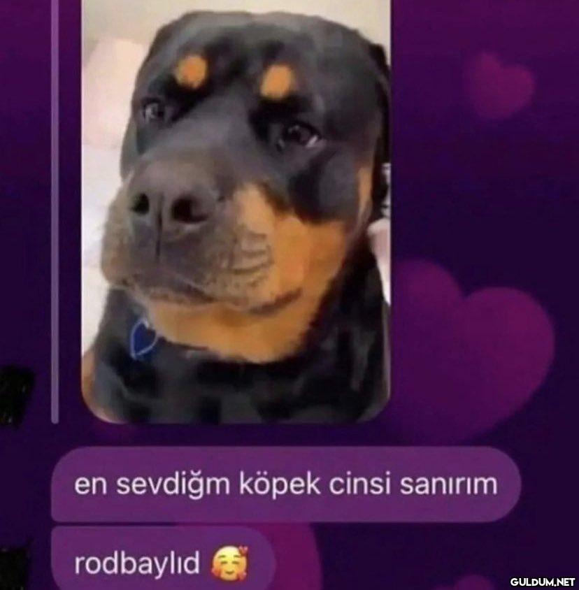 en sevdiğm köpek cinsi...