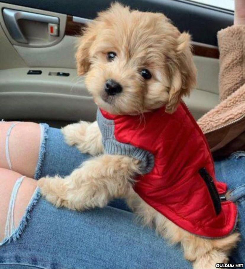 Bu köpeğin adı, yediğiniz...