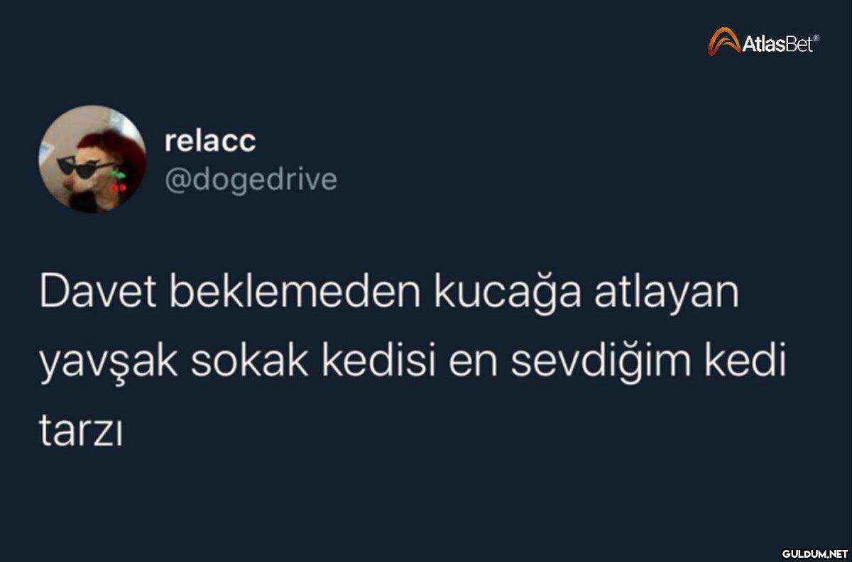 relacc @dogedrive...