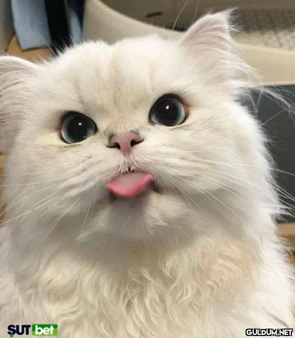 😛 https://t.co/zvcHyg1ReV ...