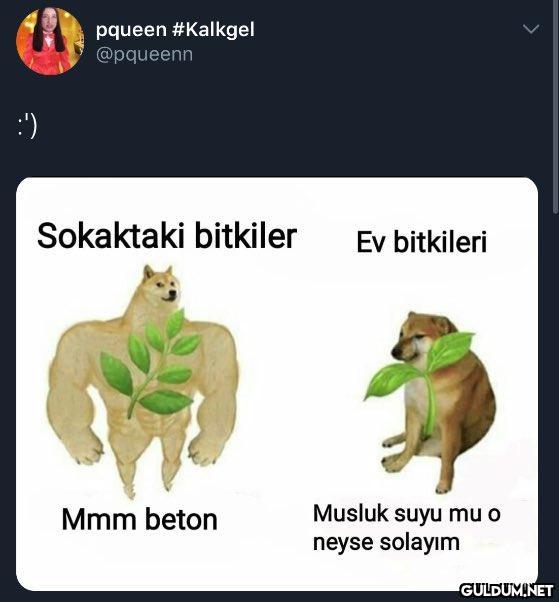:') pqueen #Kalkgel...
