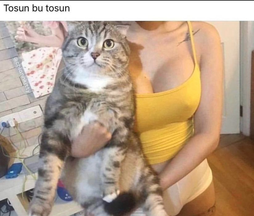 Tosun bu tosun...
