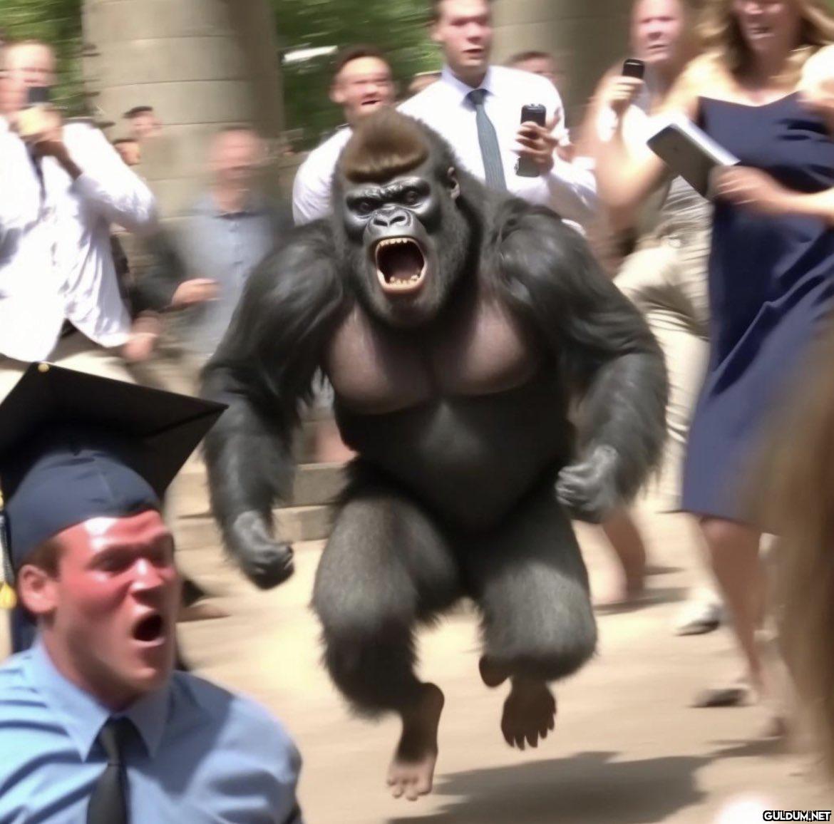 Gorilla let loose on a...