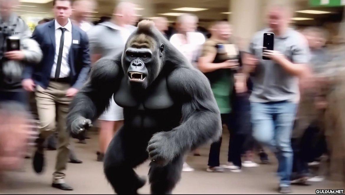Gorilla let loose on a...