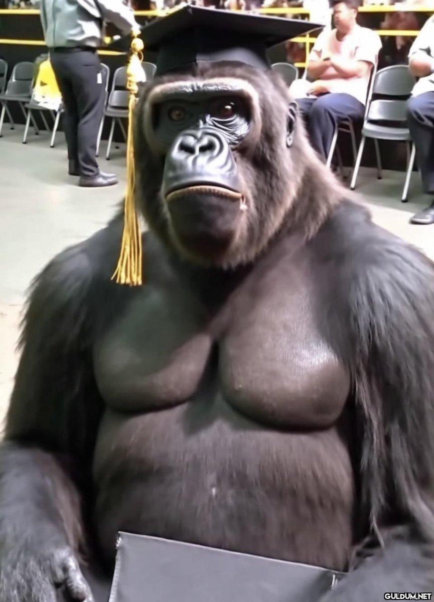Gorilla let loose on a...