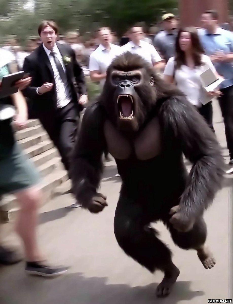 Gorilla let loose on a...