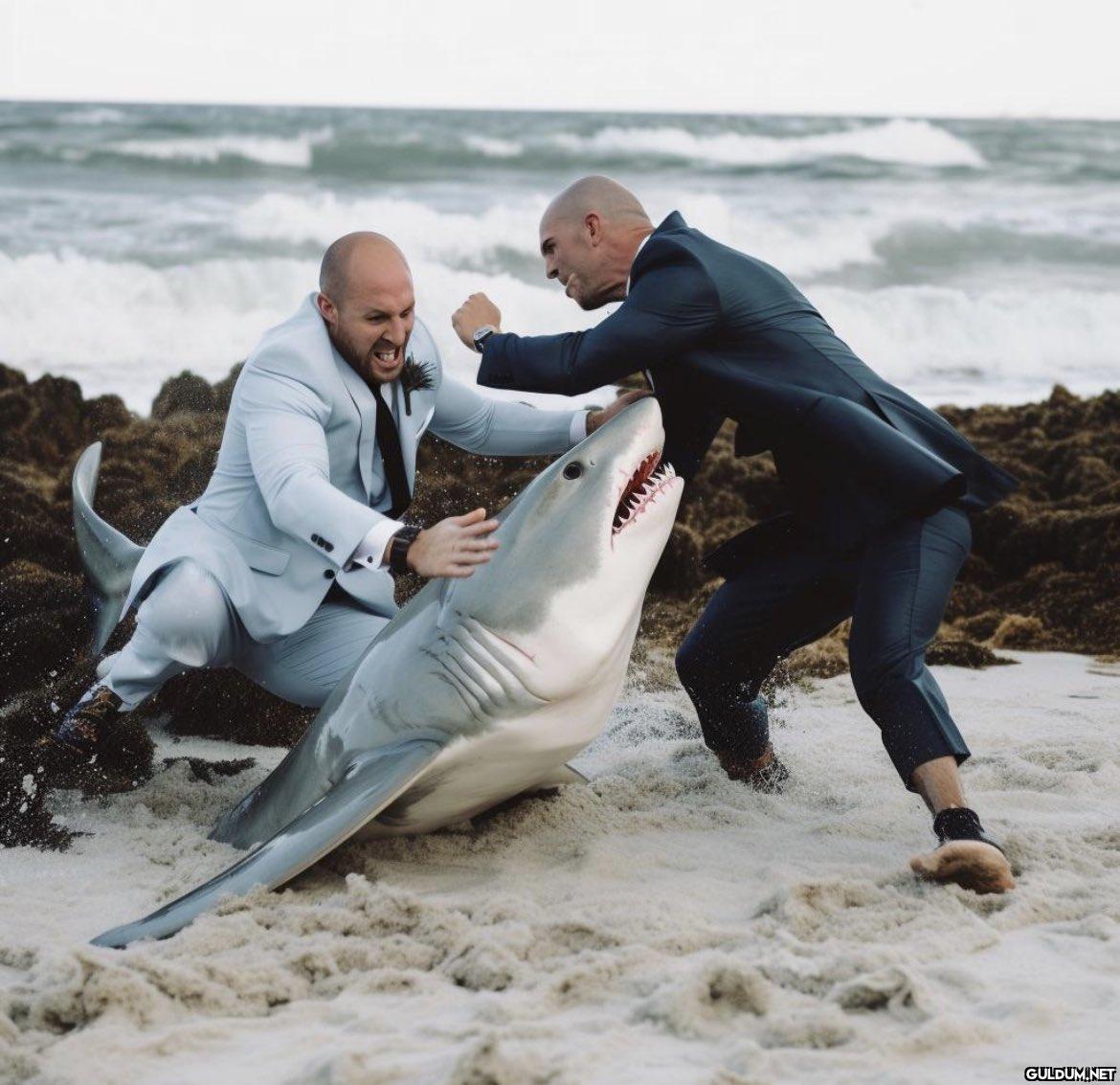 Shark Wedding...