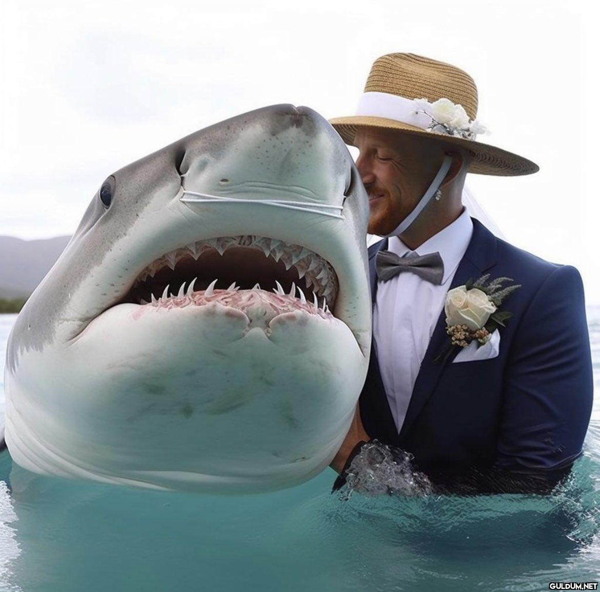 Shark Wedding...