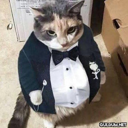 kedi   @cagrimbakirci...