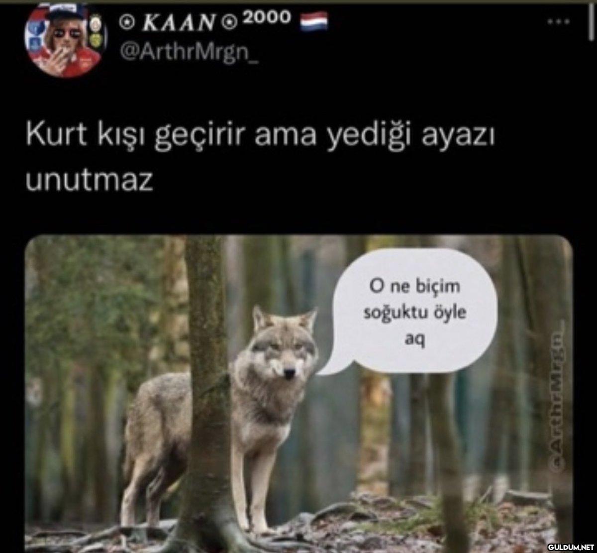 KAAN Ⓡ 2000 @ArthrMrgn_...