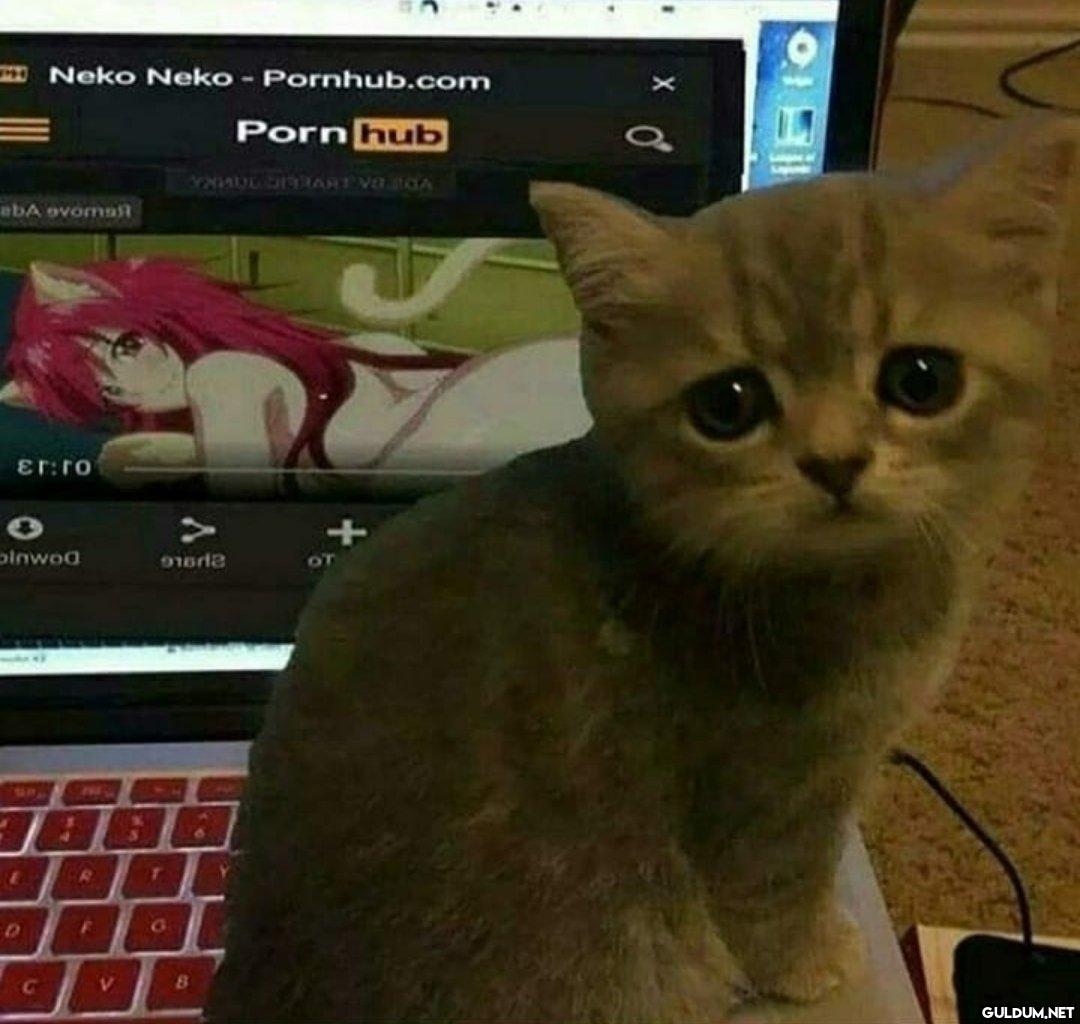 Neko Neko - Pornhub.com...