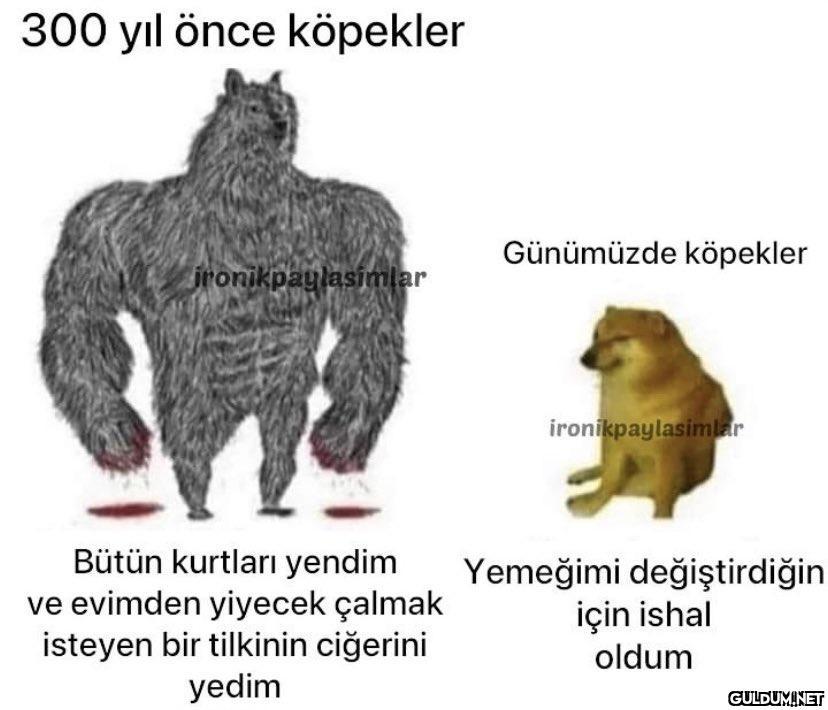 300 yıl önce köpekler...