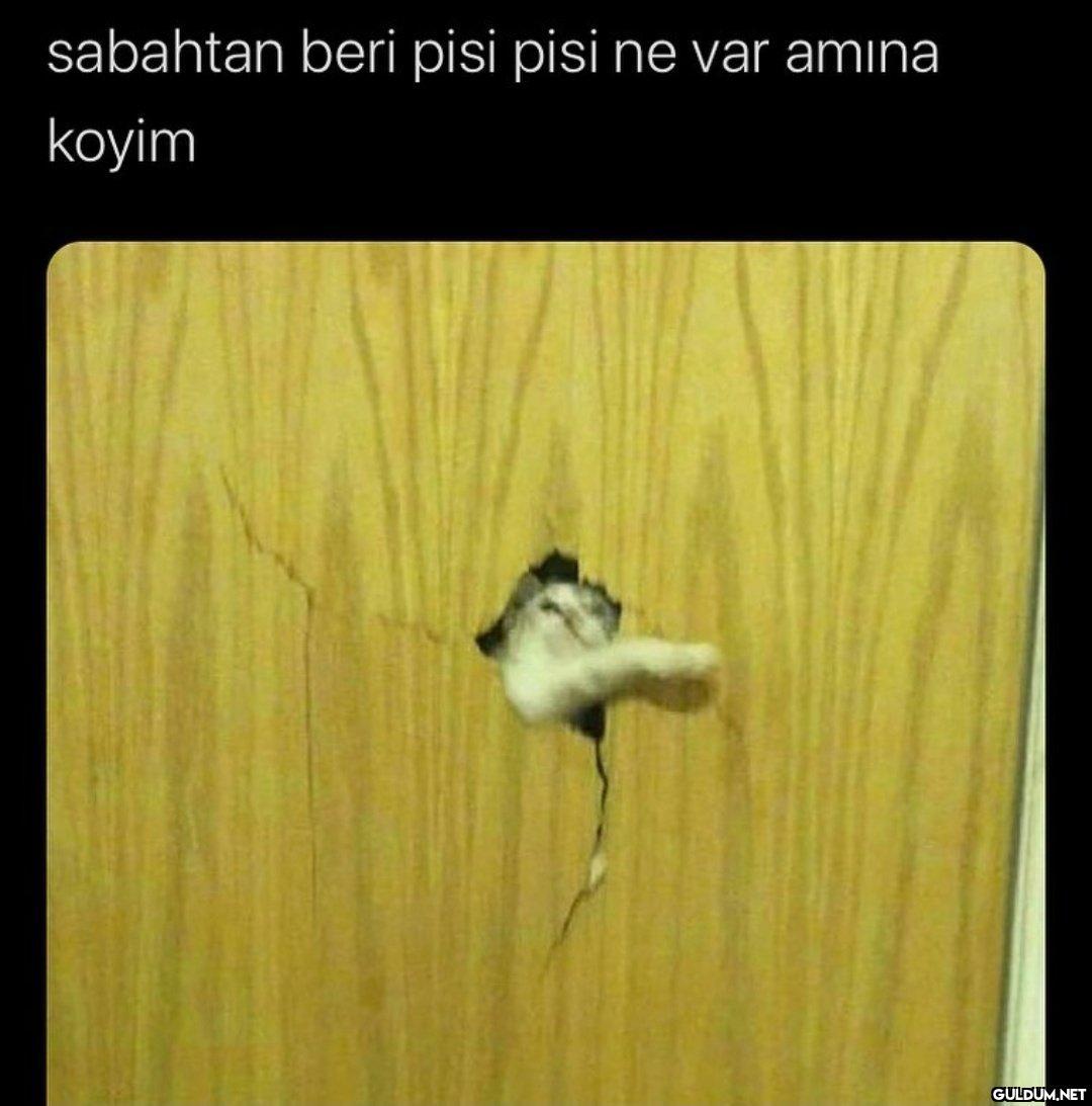 sabahtan beri pisi pisi ne...