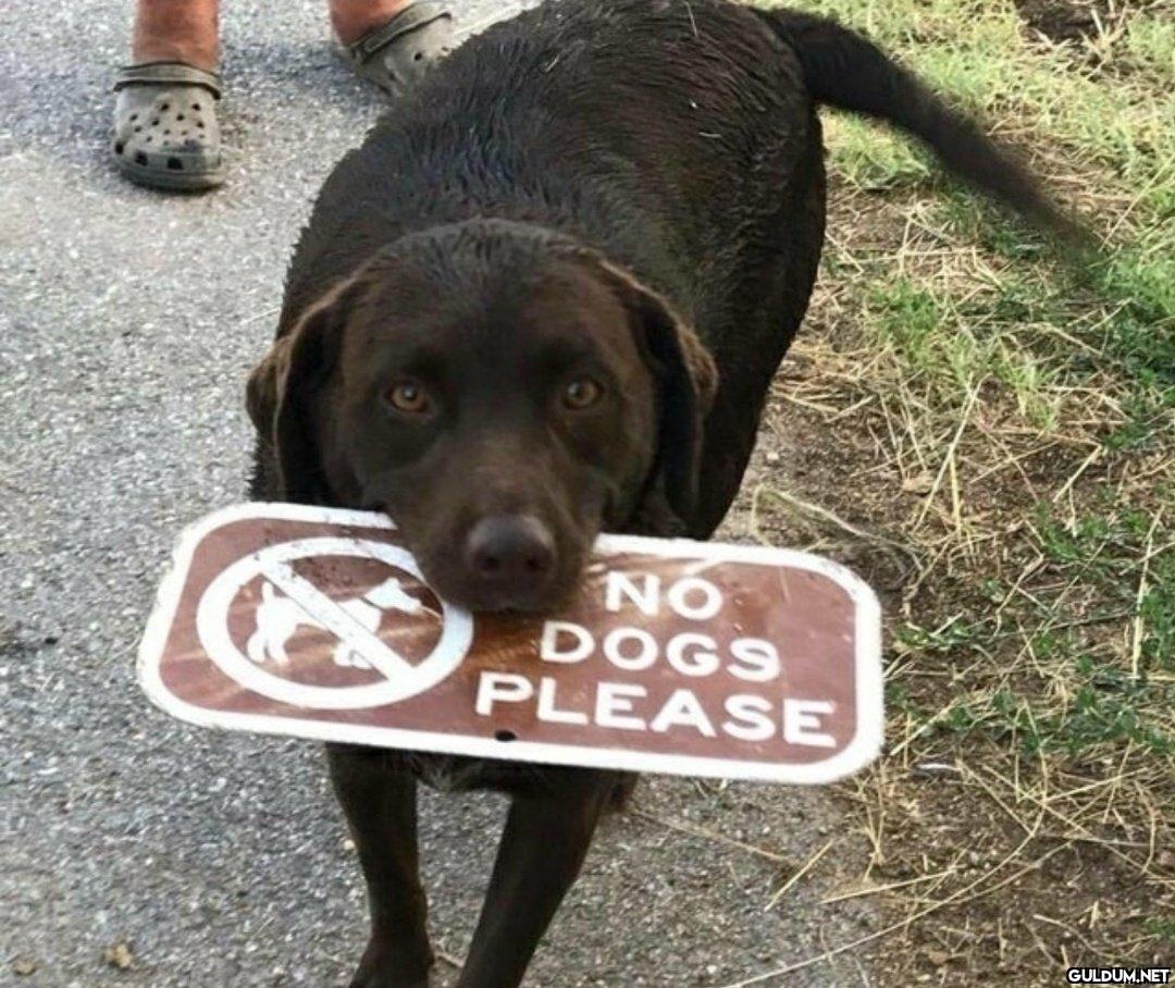 NO DOGS PLEASE   Kaynak