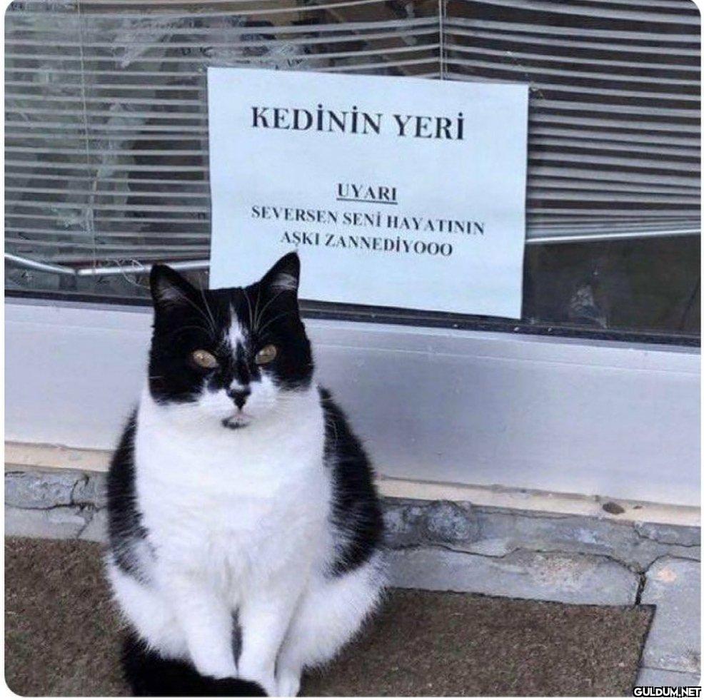 KEDİNİN YERİ UYARI...
