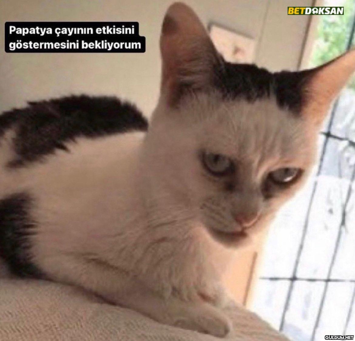 Papatya çayının etkisini...