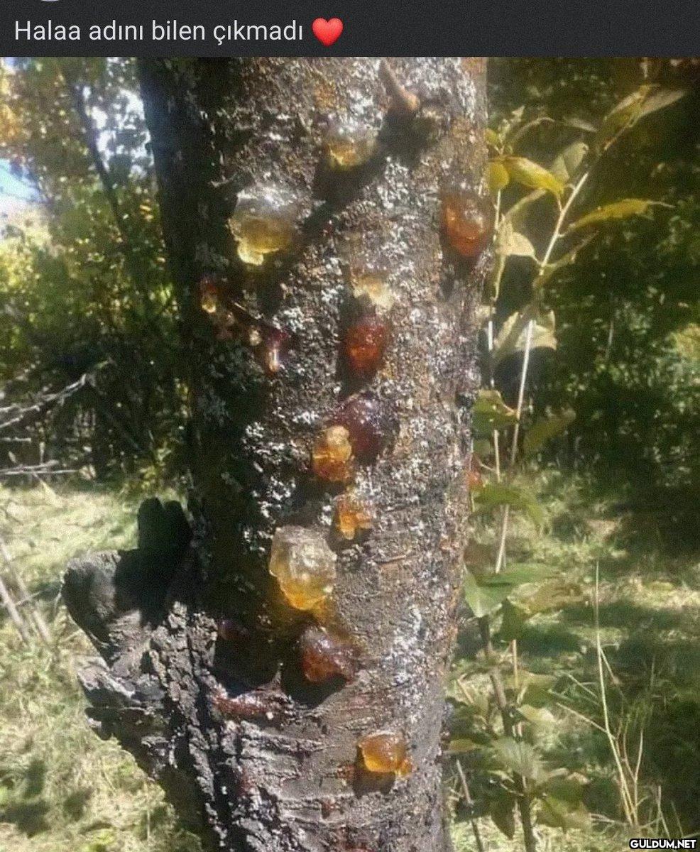 .     🧑‍🌾EN KÖYLÜ SENSİN🌳 ...